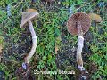 Cortinarius flexipes-amf668